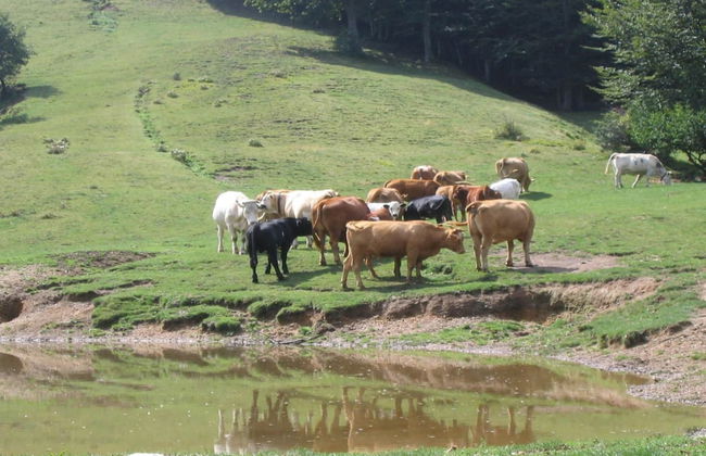 Belvilla by OYO Holiday Home With Garden - Foto 35