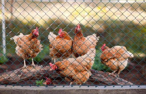 Agroturystyka Pod Pstrągiem - Foto 44