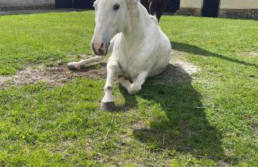 Stajnia Tarnowo Pałuckie - Foto 22