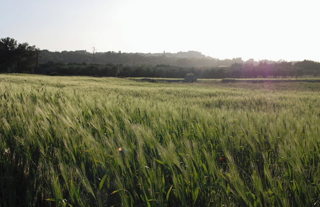 Agriturismo Masseria Galatea - Foto 40