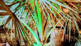 Casa com piscina Itapoá Itapema do Norte - Foto 5, Garden