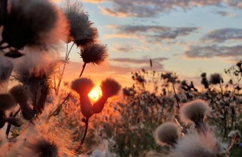 Królewska Sielanka - Foto 1