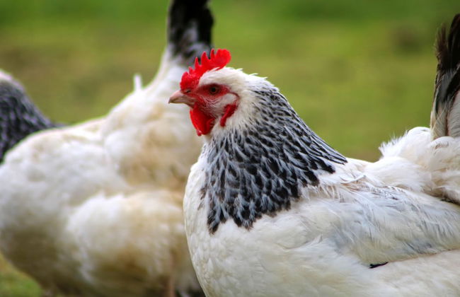 Dartmoor Reach Alpaca Farm - Foto 64