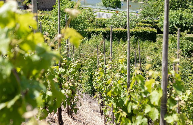 Haus Junge Traube - Photo 35