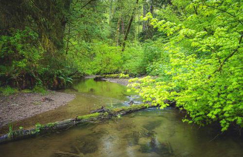 Rainforest Tiny Home Rustic - Foto 25