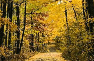 Pet-Friendly Lakeside Cabin Ideal for a Family Getaway in Wisconsin - Foto 45