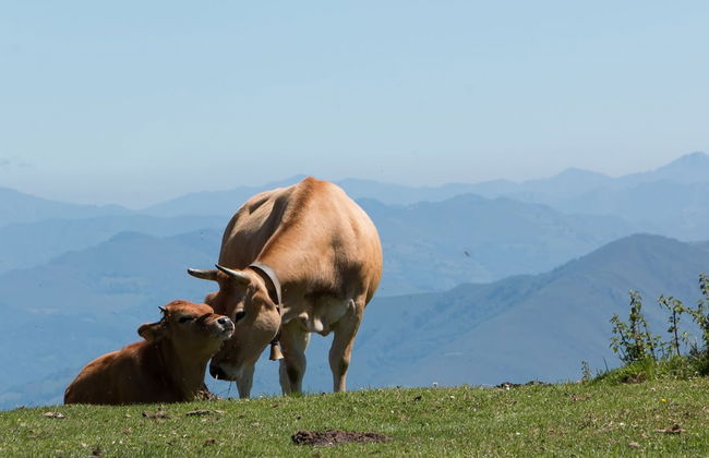 Alojamientos Rurales Valle de Bueida - Photo 41