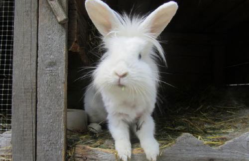 Bio Ferienhof Erzengel - Foto 26