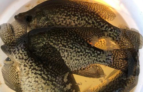 Sunset Paradise - Foto 3