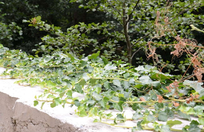 El Rincón de Limés - Foto 20