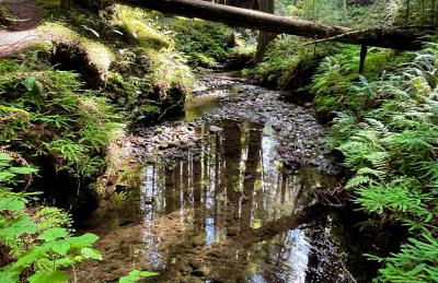 Avenue of the Giants Caraway Cottage (#3) - Foto 18