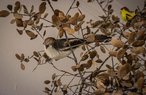 La Vaquería - Foto 23