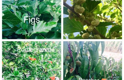 Seaside Studios Arkasa Karpathos - Photo 30