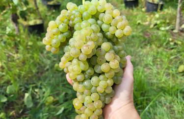 Quinta de Cypriano - Wine & Nature - Foto 104