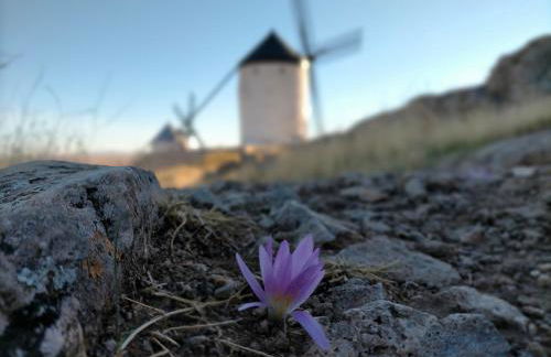 Azafrán Consuegra Casa Rural - Foto 104