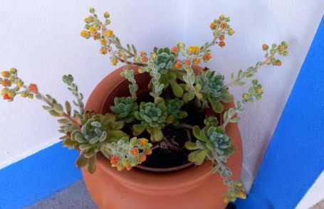 Casa das Rosas - Foto 22