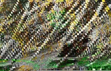 Cabanas Loft Paraíso - Foto 32