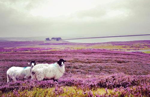 Carrs Cottage, Westgate in WEARDALE - Photo 32