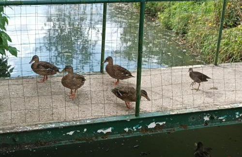 La maison au bord de l'eau - Foto 38