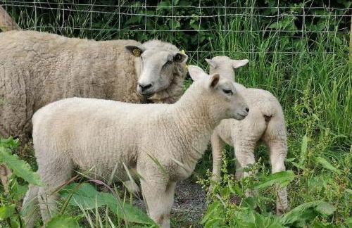 Alice au pays d'Arrest - Foto 10