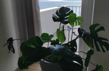 Apartman David - Foto 37