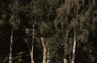 3 x bespoke built cabins with hot tubs, mid Wales - Foto 52