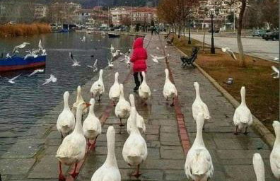 KASTORIA DENDROCHORI Retreat & Rest - Photo 23