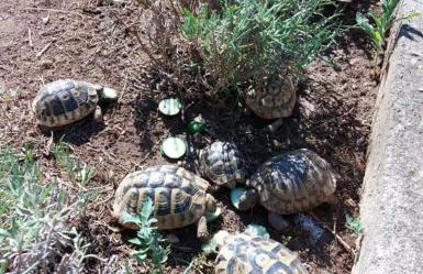 Apartments Jeličić - Foto 60