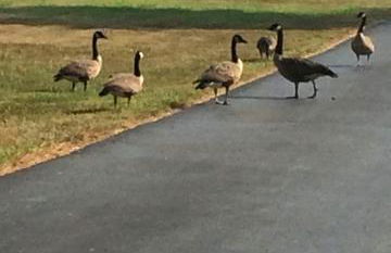 Brenda Lee History 2BR Villa Pool Hot Tub - Photo 56