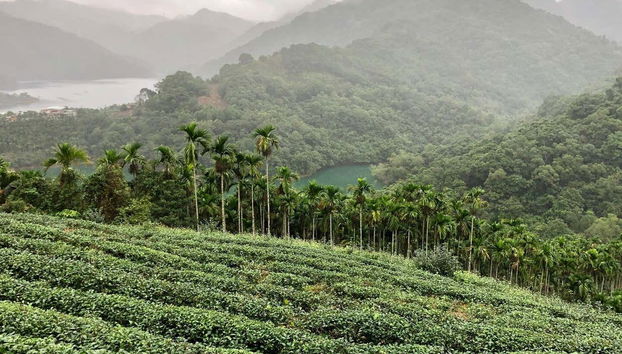 Tour del té por Pinglin y Maokong - Foto 2, Vistas de una plantación de té