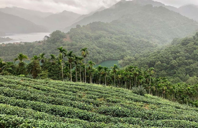 Tour do chá por Pinglin e Maokong - Foto 1