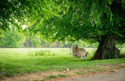 Lime Tree House, Henham Park Nr Southwold - Photo 24