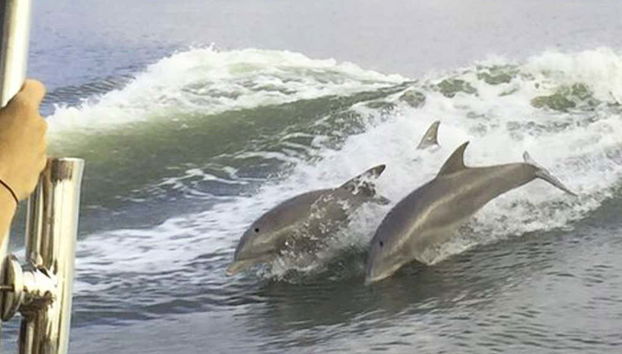 Excursión a la isla Tybee + Avistamiento de delfines - Foto 4