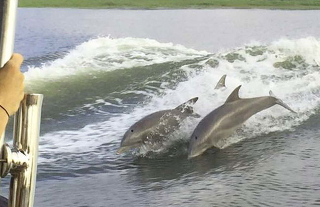 Excursión a la isla Tybee + Avistamiento de delfines - Foto 4