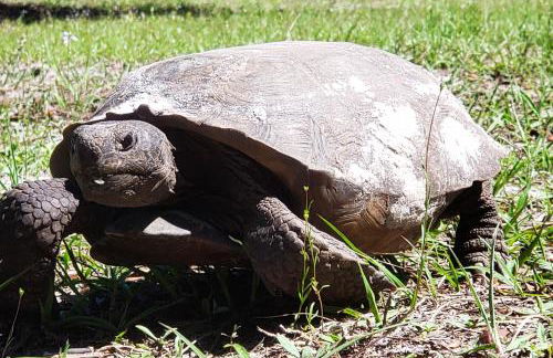 Sanford Country Escape Fire Pit, Yard and Wildlife! - Foto 25