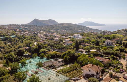 Albero di Giada - Foto 37