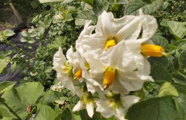 CountryHouse - Foto 6