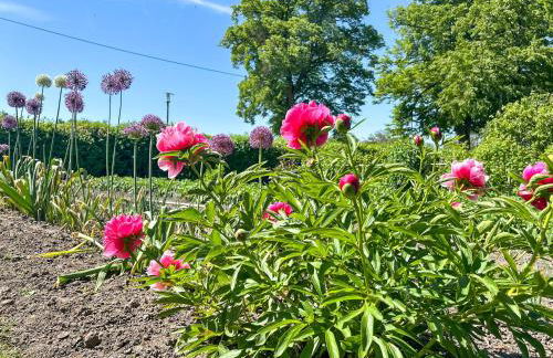 Landidyll Elmenhorst Wohnung 01 - Foto 32