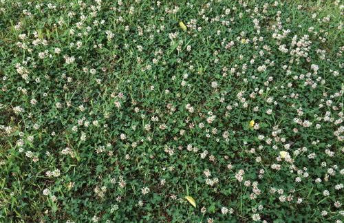 Kleeblatthaus Putbus Rügen - Foto 15