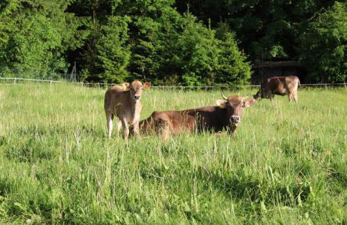 Eifelhaus LandLuft mit Infrarotkabine - Foto 7