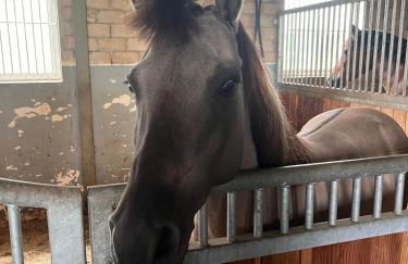 Superior Relax und Wellness Landhaus - Foto 8