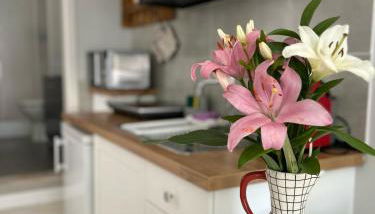 Studio Polvo - Foto 4