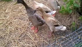 Gästehaus Brunhilde - Foto 4