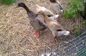 Gästehaus Brunhilde - Foto 4