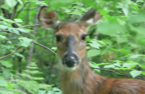 Catskill Mountain Retreat - Foto 31