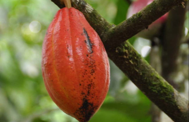 Puerto Plata Cacao Tour - Photo 2
