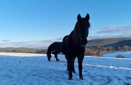 Urlaub an der Grenze - Foto 42
