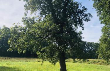 Ferienwohnungen Unter den Eichen - Foto 17