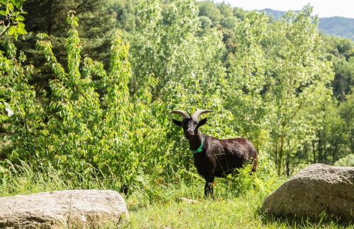 Ca la Montse - Photo 37