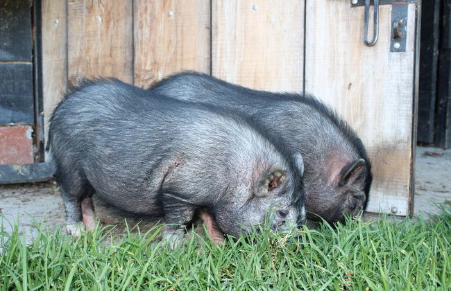 El Hostel Granjero - Foto 39